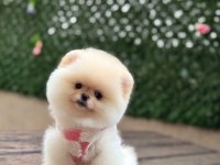 Pomeranian boo yavruları