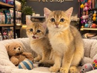 Mükemmel güzellikte british shorthair golden yavrular
