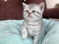Scottish Fold ve Scottish Straight Yavrularımız