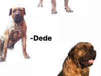 A Kalite Presa Canario Dişi