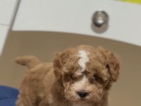 Maltipoo Dişi Erkek