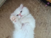 Oyuncu Ve Sevecen Scottish Longhair Yavru