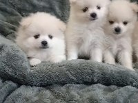 Pomeranian bebeklerim