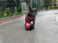 Güzel French Bulldog Oğlumuza Ücretsiz Yuva Arıyoruz