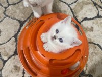 Kar Beyaz Maviş British Shorthair Yavrular