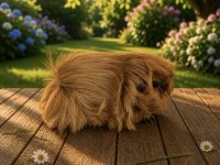 Safkan Tek Renk Peruvian Bebek Ginepig