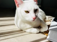 MECBURİYETTEN ANKARA KEDİSİ KIZIMIZA YUVA ARIYORUZ