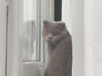 SCOTTİSH FOLD KEDİMİZ 2 YAŞINDA
