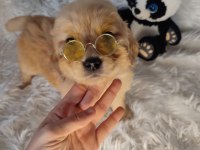 GOLDEN RETRİEVER BABY FACE KÜT BURUN