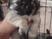 Pekinez yavru köpeklerimiz