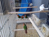 LUTİNO TAŞIYICI PARROTLAR