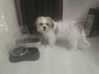 4 aylık erkek köpeğimiz pede wc eğitimi var