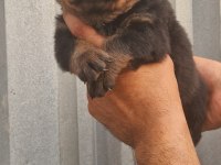 Macar kafa rottweiler yavrularım