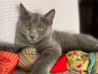 ACİL YAVRU KEDİLERİN İLANIMIZ