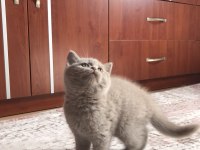 Lilac british shorthair