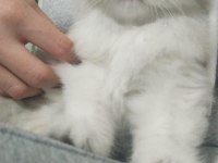 Son bir dişi pamuk british longhair
