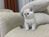 KOCA KAFA KEDİLERİMİZ AA KALITE SAFKANDIR