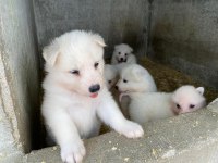 Orjinal samoyed