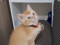 Sarışın british shorthair oğlumuz