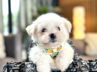 Büyümeyen boy 2 kg garantili kore maltese köpekler