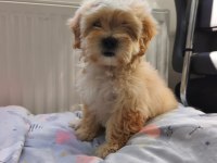Maltipoo yavrularımız