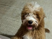 Maltipoo dişi yavru