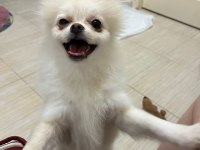 Çok şirin ve çok tatlı pomeranian