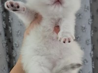 Silver ns11 dişi full şecereli british shorthair