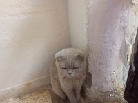 Evcil eğitimli çok akıllı kedimiz