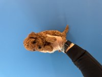 ORJİNAL TOY POODLE BEBEKLERİMİZ