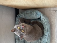 British Shorthair 4 Yavru