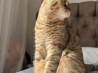 Erkek Scottish Fold