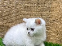 4 adet dişi british shorthair yavrumuz yeni yuvasını arıyor