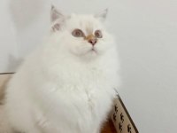 British longhair yakışıklı prens adayı