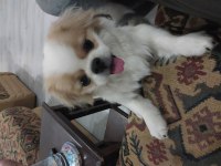 SEVİMLİ PEKİNEZ KÖPEĞİ