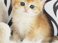 Ankaranın En Kaliteli Golden British Shorthair Yavruları