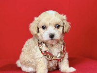 0 NUMARA EN MİNİ BOY MALTİPOO YAVRULAR