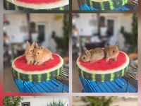 CÜCE VE LOP IRKI TAVŞAN