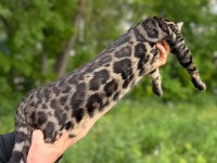 A Kalite Bengal Kedisi Erkek
