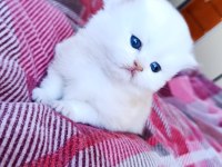 British longhair 60 günlük