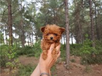 toy poodle köpekleri antalya