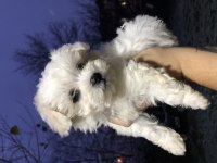 Pamuk prenses köpeğimiz