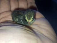 1 Haftalık Çin Bıldırcın Yavruları