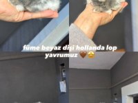HOLLANDA LOP TAVŞANLARI