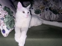 Chinchilla van kedisi kırması