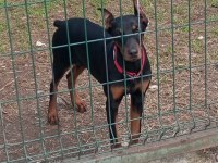 Bugün satılması lazım o yüzden çok uyguna gidecek doberman