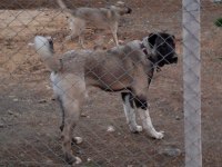 Panter gibi yavru köpekler hazır