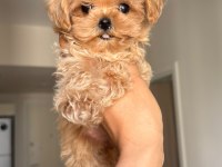 Anne babadan orijinal köre maltipoo
