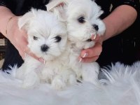 1.250gr Morkie uygun