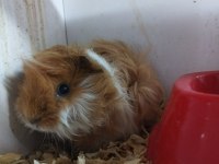 Mükemmel sağlıkta sevimli ginepig yavrularımız